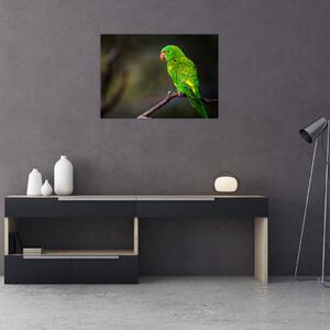 Obraz papouška na větvi (70x50 cm)