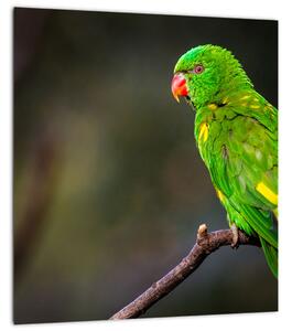 Obraz papouška na větvi (30x30 cm)
