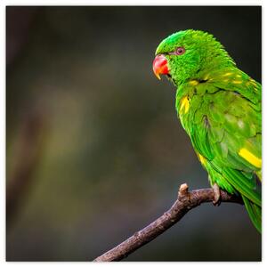 Obraz papouška na větvi (30x30 cm)