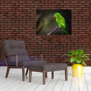 Obraz papouška na větvi (70x50 cm)