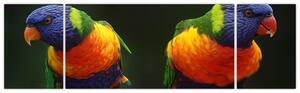 Obraz papoušků (170x50 cm)