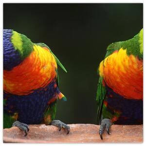 Obraz papoušků (30x30 cm)