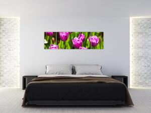 Obraz tulipánů na louce (170x50 cm)