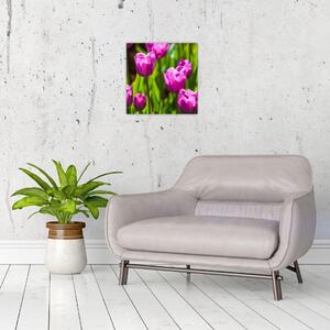 Obraz tulipánů na louce (30x30 cm)