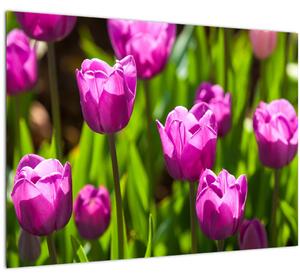 Obraz tulipánů na louce (70x50 cm)