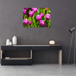 Obraz tulipánů na louce (70x50 cm)