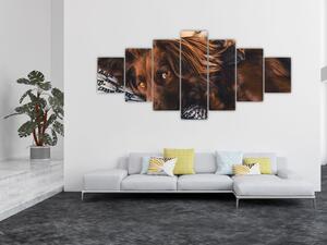 Obraz ležících psů (210x100 cm)