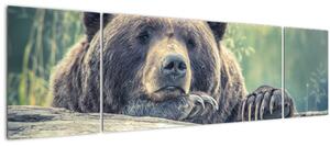 Obraz medvěda (170x50 cm)