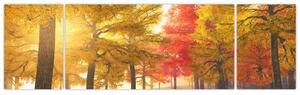 Obraz podzimních stromů (170x50 cm)