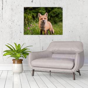 Obraz lišky (70x50 cm)