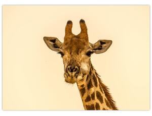 Obraz žirafy (70x50 cm)