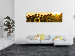 Obraz slunečnicového pole (170x50 cm)