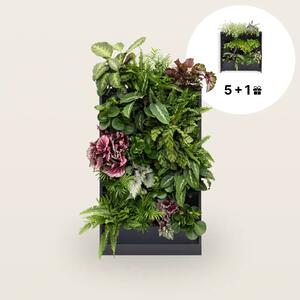 PlantBox - Živá stěna 5 modulů