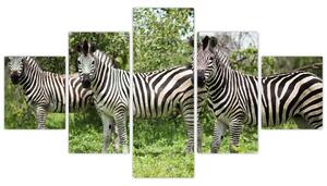 Obraz s zebrami (125x70 cm)