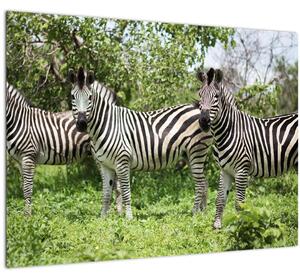 Obraz s zebrami (70x50 cm)