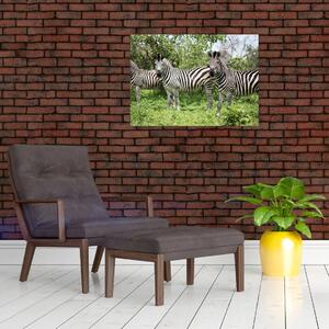 Obraz s zebrami (70x50 cm)