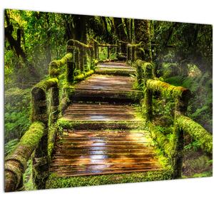 Obraz schodů v deštném pralese (70x50 cm)