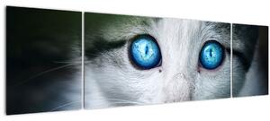 Obraz kočky (170x50 cm)