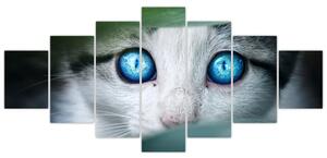 Obraz kočky (210x100 cm)