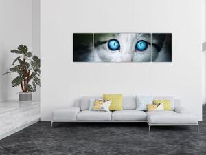 Obraz kočky (170x50 cm)