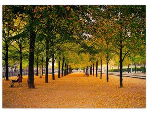 Obraz aleje podzimních stromů (70x50 cm)