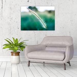 Obraz stébla trávy (70x50 cm)