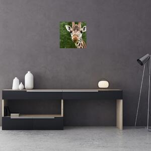 Obraz žirafy (30x30 cm)