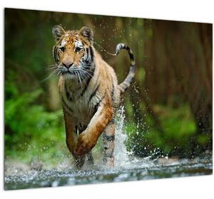 Obraz běžícího tygra (70x50 cm)