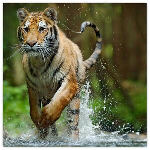 Obraz běžícího tygra (30x30 cm)