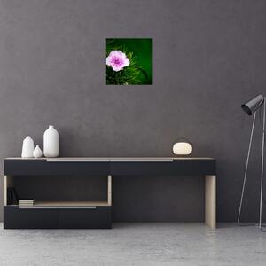 Obraz růžového květu (30x30 cm)