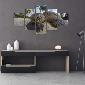 Obraz želvy (125x70 cm)