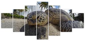 Obraz želvy (210x100 cm)