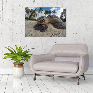 Obraz želvy (70x50 cm)