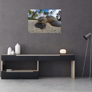 Obraz želvy (70x50 cm)