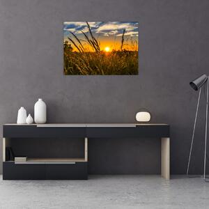 Obraz pole při západu slunce (70x50 cm)