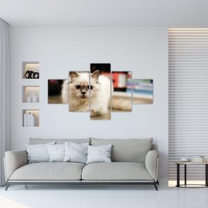 Obraz bílé kočky (125x70 cm)