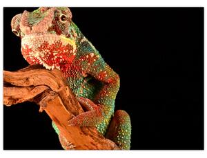 Obraz chameleona na větvi (70x50 cm)