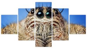 Obraz detailu pavouka (125x70 cm)