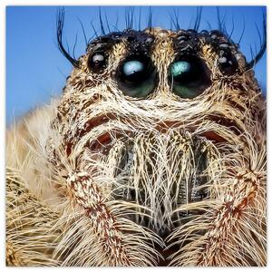 Obraz detailu pavouka (30x30 cm)