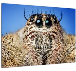 Obraz detailu pavouka (70x50 cm)