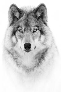 Umělecká fotografie Portrait of a Timber Wolf, Jim Cumming, (30 x 40 cm)