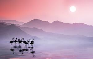 Umělecká fotografie Flamingos Sunset, Bess Hamiti, (40 x 24.6 cm)