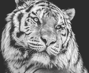 Umělecká fotografie Powerful high contrast black and white tiger face, Kagenmi, (40 x 26.7 cm)