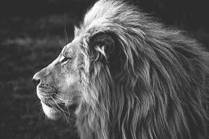 Umělecká fotografie Close-up of a Lion (B&W), azamkassim, (40 x 26.7 cm)