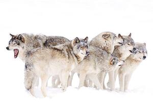Umělecká fotografie Timber wolf family, Jim Cumming, (40 x 26.7 cm)