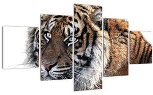 Obraz tygra (125x70 cm)