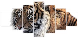 Obraz tygra (210x100 cm)