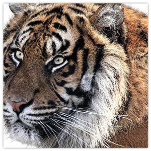 Obraz tygra (30x30 cm)