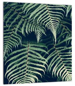 Obraz listů kapradin (30x30 cm)