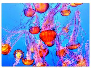 Obraz medúz v moři (70x50 cm)